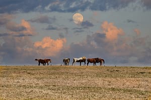 Luna piena